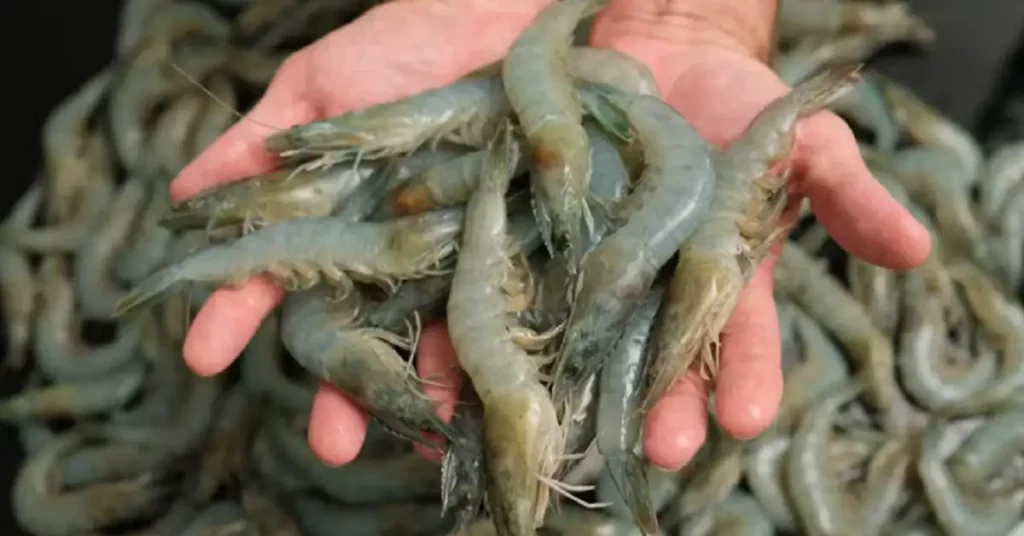 prawns price in Pakistan